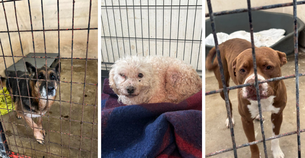 Се зголемува бројот на напуштени кучиња со активен микрочип