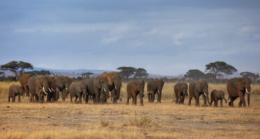 Шумите се сечат, а со тоа расте бројот на загрозени африкански шумски слонови