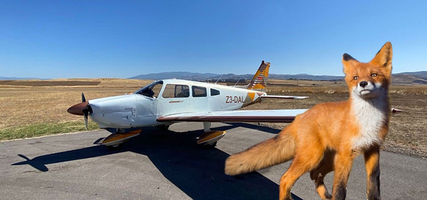 Авионско фрлање на мамки против беснило: граѓаните во наредниве денови исклучително внимателно да се движат во природа