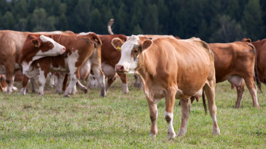 МЗШВ: Исплатени се 335.963.096 денари кон 1.211 сточари