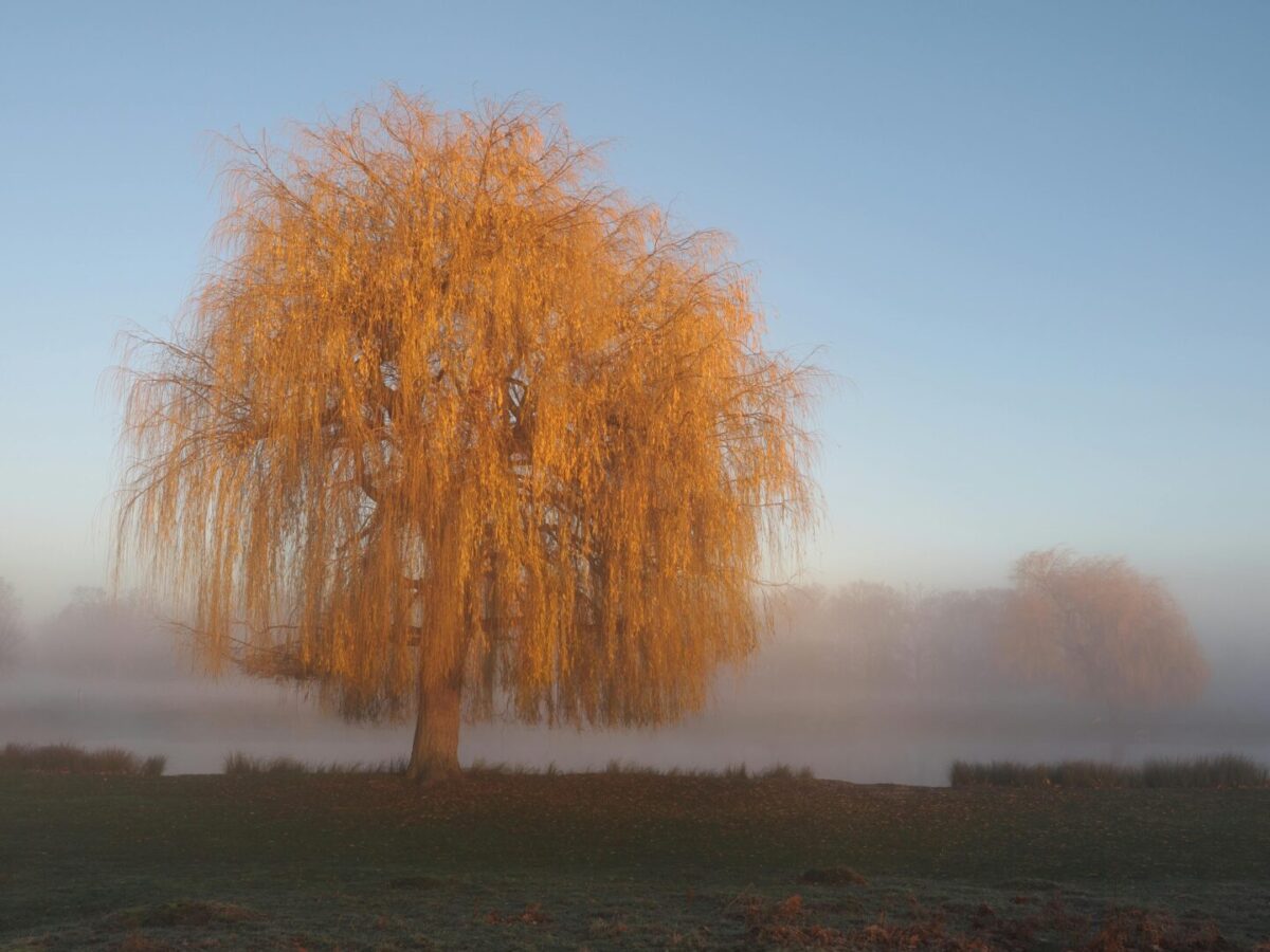 Променливо облачно со сончеви периоди, претпладне магла