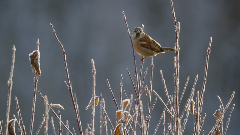 Студено утро со измерени -5 степени во Берово