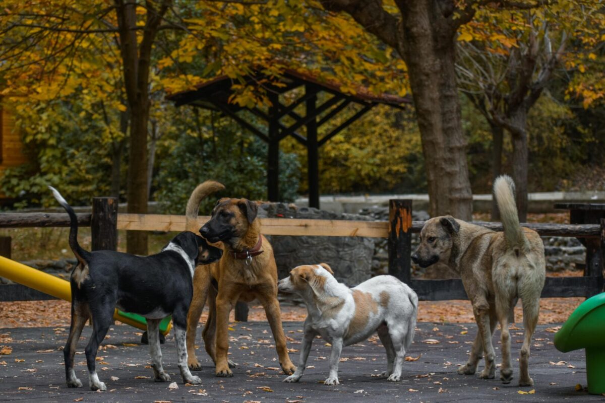Непознати глутници се појавија преку ноќ – пронајдени улични кучиња од Албанија во Скопје, се бара истрага и проверка на безбедносните камери