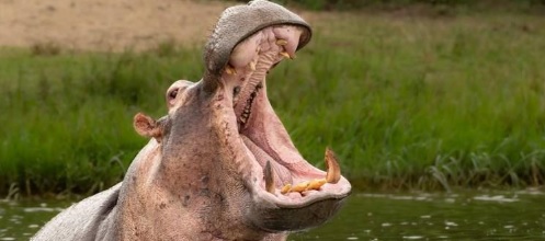 Нилски коњ уби четворица мажи