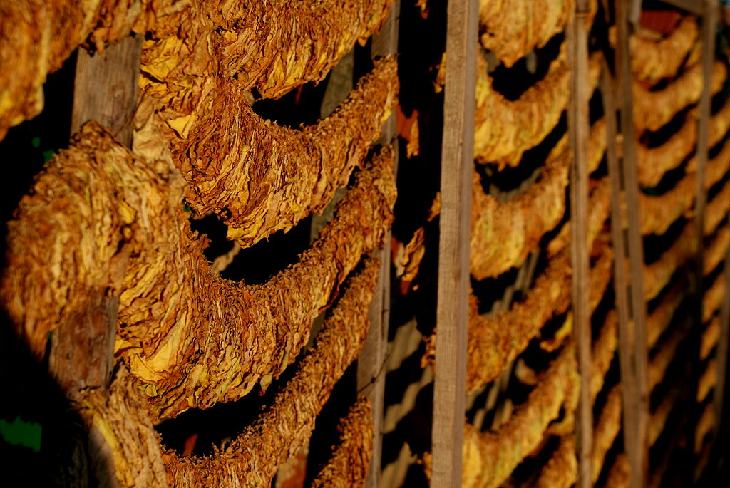 Тутунот се продаде по речиси 420 денари за килограм