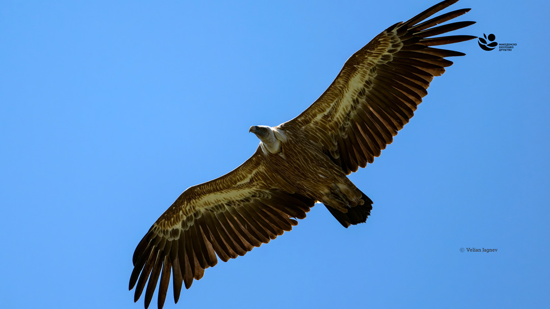 Белоглави мршојадци од Шпанија ќе бидат донесени во Македонија – нов проект на МЕД за зачувување на нивната популација