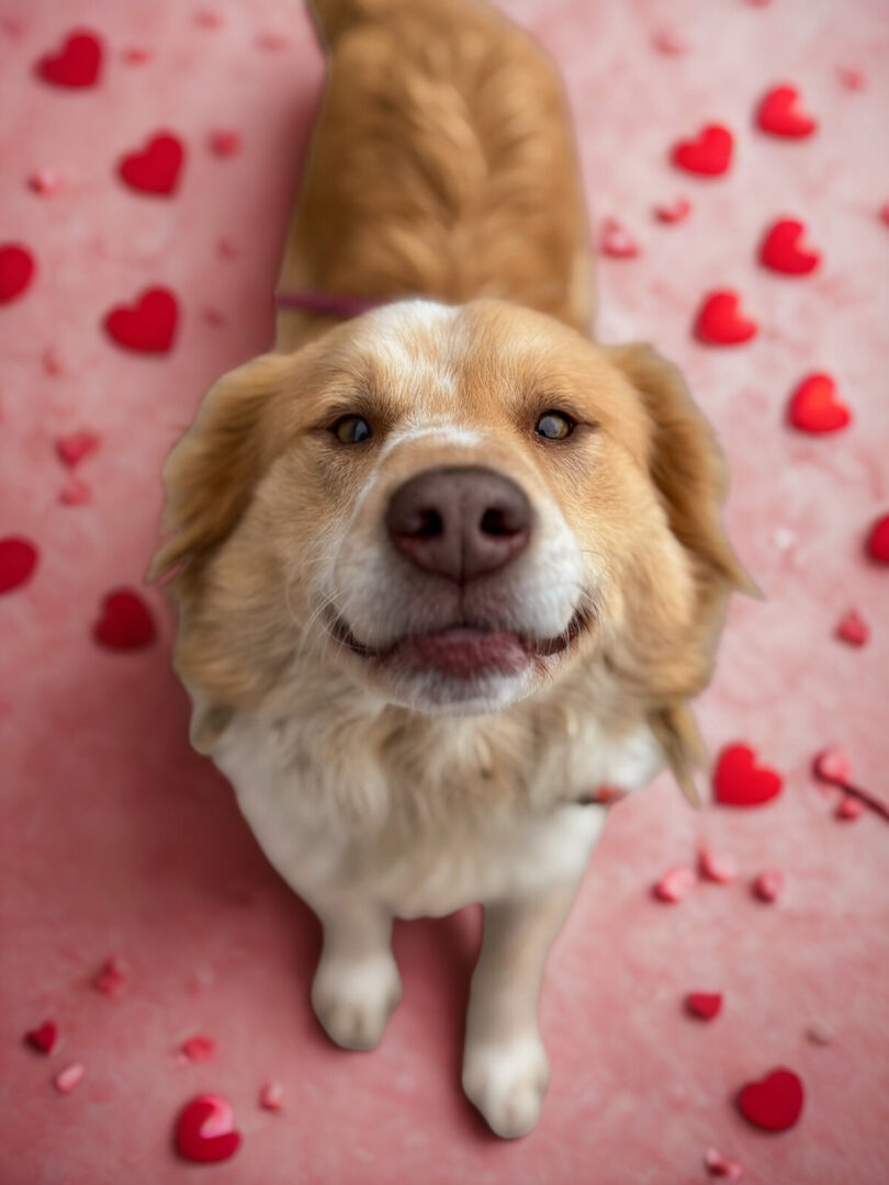 Иницијатива на Лајка: „Биди мојот Валентајн за еден ден” – прошетка и љубов за бездомни кучиња