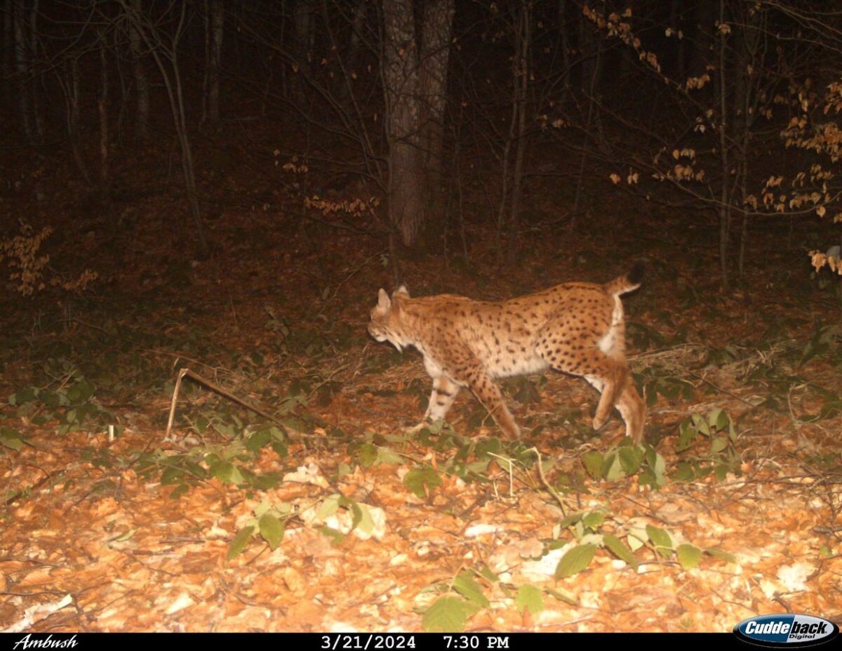 Угинат балкански рис најден на патот Ресен – Охрид, постојат само 50-тина единки од овој вид