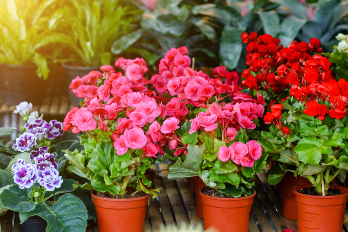 Кои цвеќиња можете да ги изнесете надвор, а за кои мора да почекате?