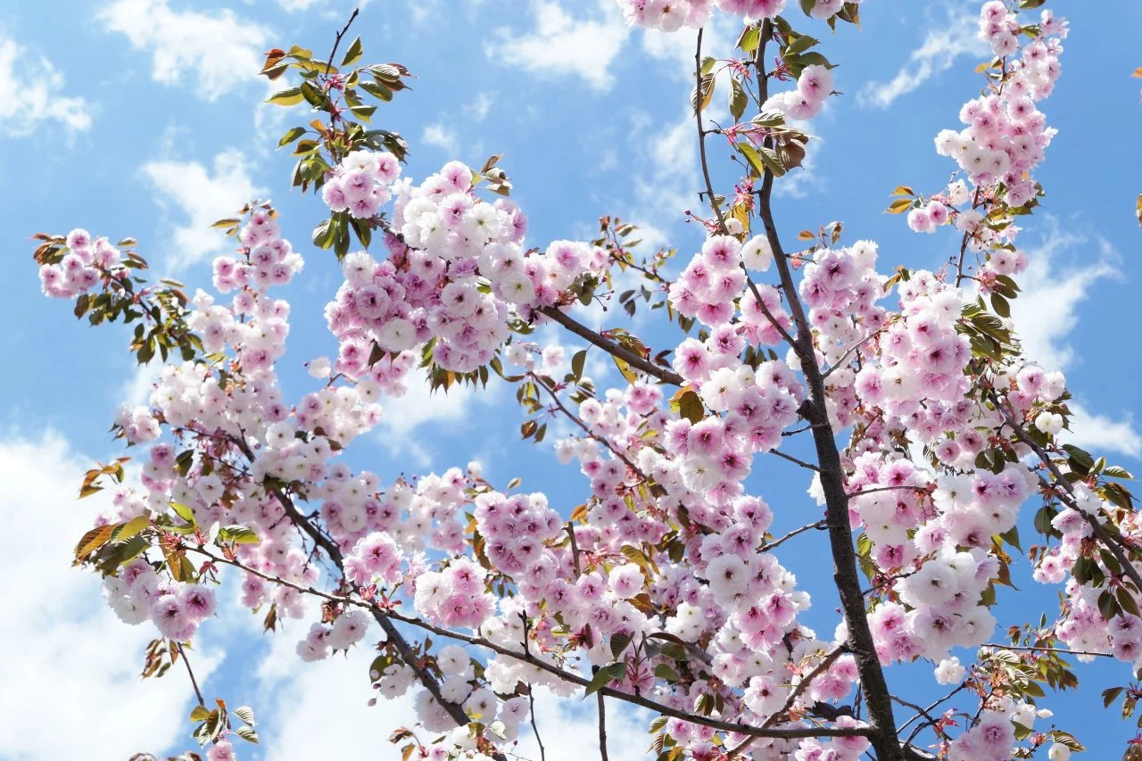 Претпладне сончево со умерена облачност, попладне зголемување на облачноста: од вторник дожд