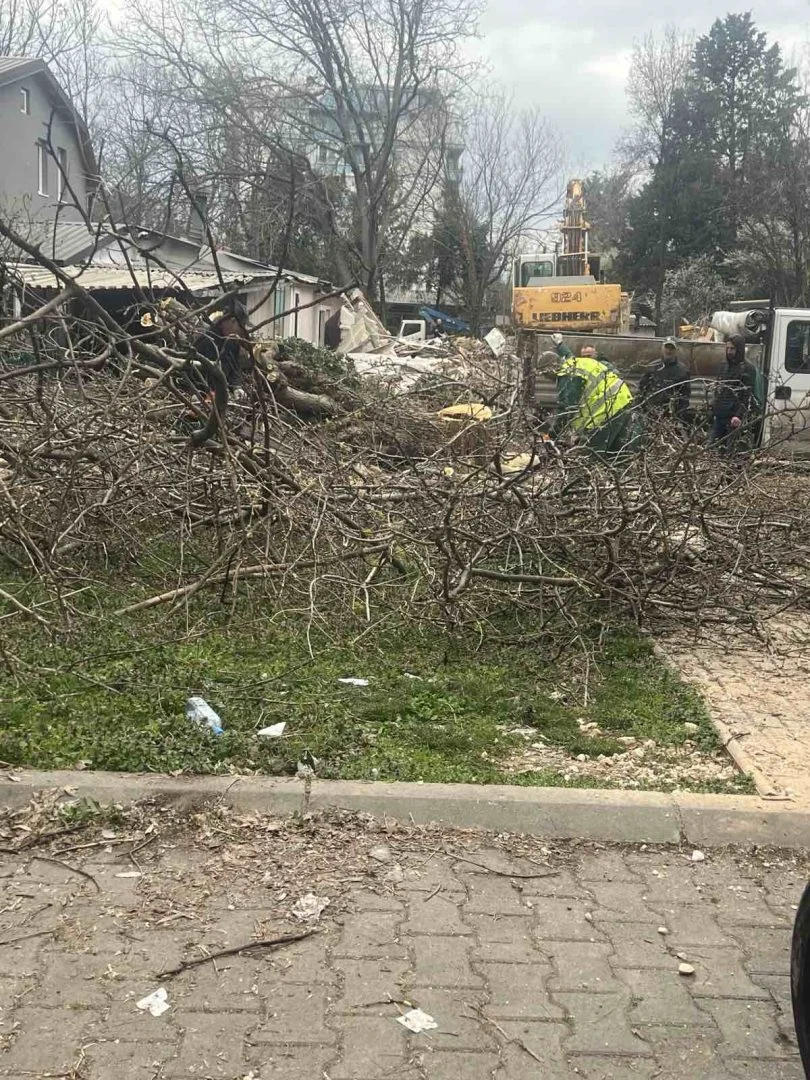 СДСМ Кисела Вода: Се сечат повеќегодишни дрвја на улица Козјак, со цел ослободување простор за изградба на нов објект