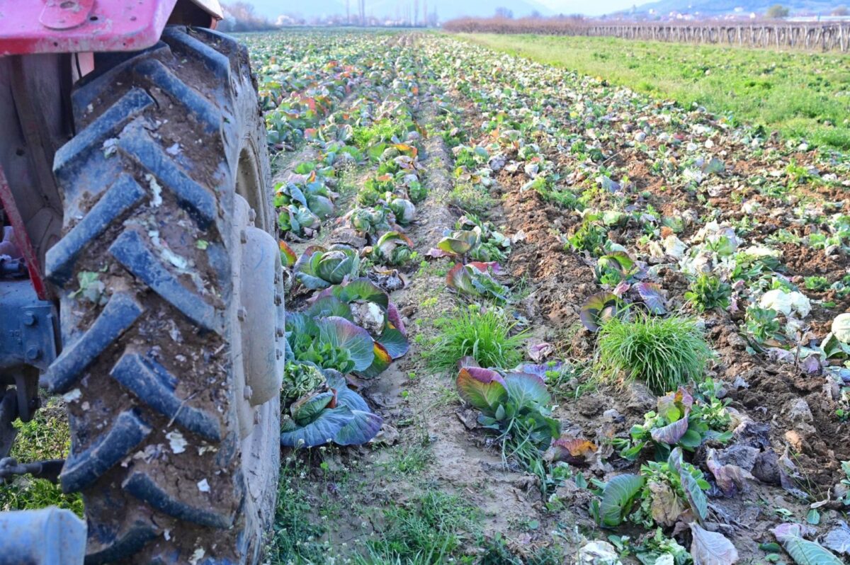СДСМ ќе поднесе предлог до Собранието за помош на производителите на зелка