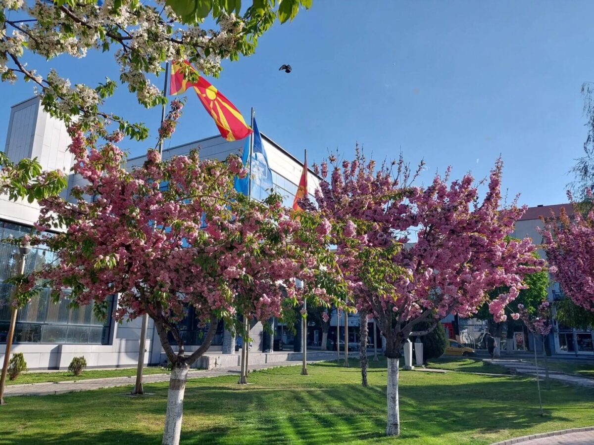 ЈКП Комуналец: Розова магија во Прилеп - Црешите во чест на Тоше Проески го разубавија градот