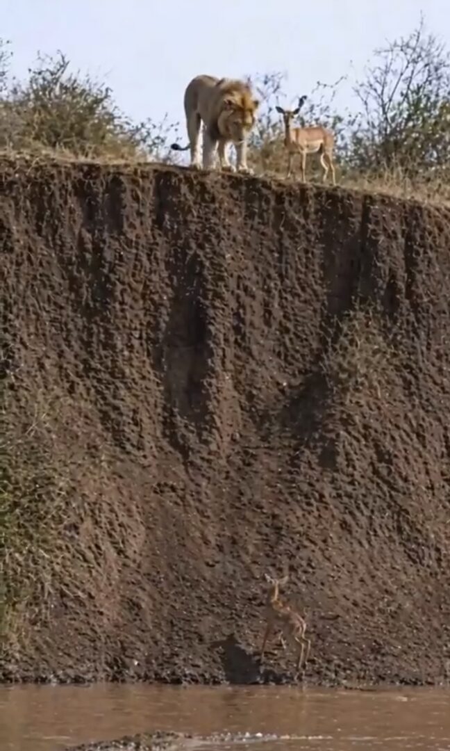 (ВИДЕО) НЕВЕРОЈАТЕН ПОТЕГ ВО ПРИРОДАТА: Лав спаси мало Срниче од сигурна смрт