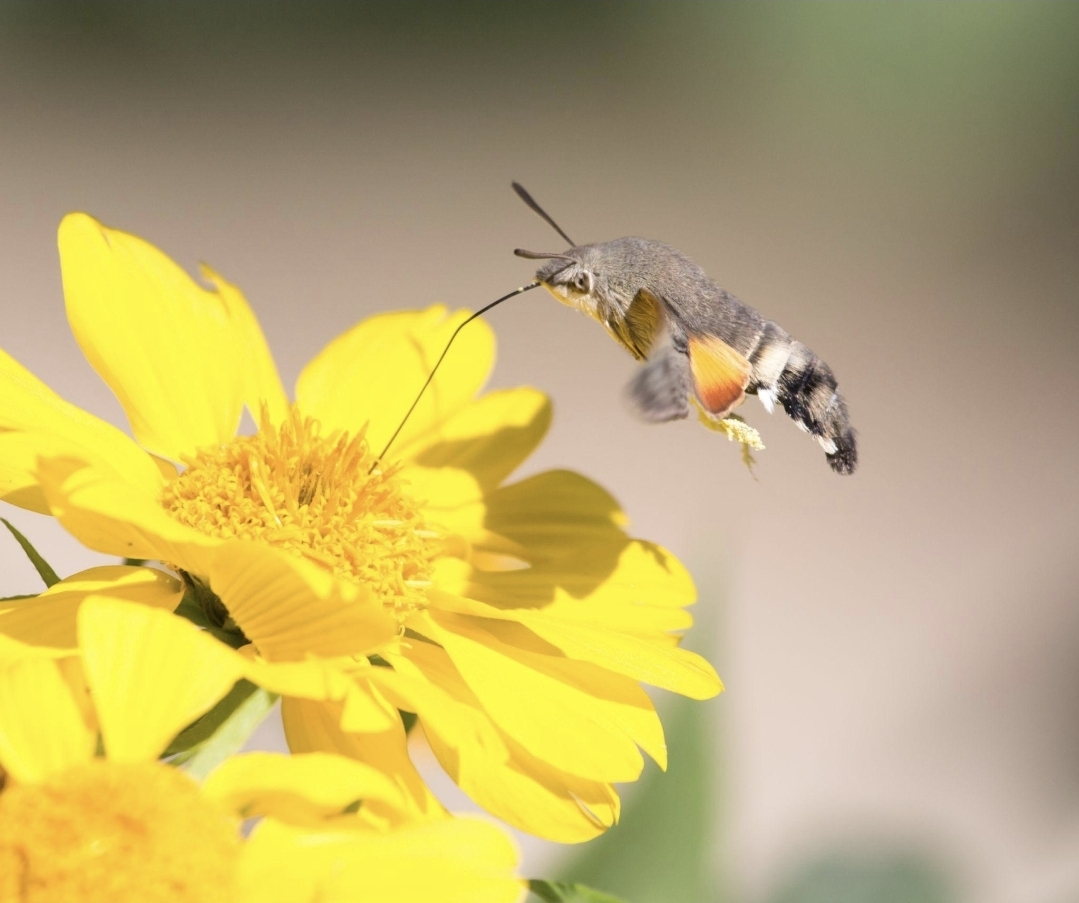 (ВИДЕО) Природата повторно изненадува: Молец што се однесува како птица и пие нектар од цветовите