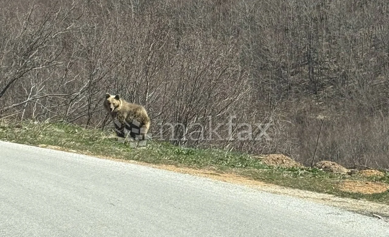 (Видео) Мечка снимена во атарот на Лазарополе