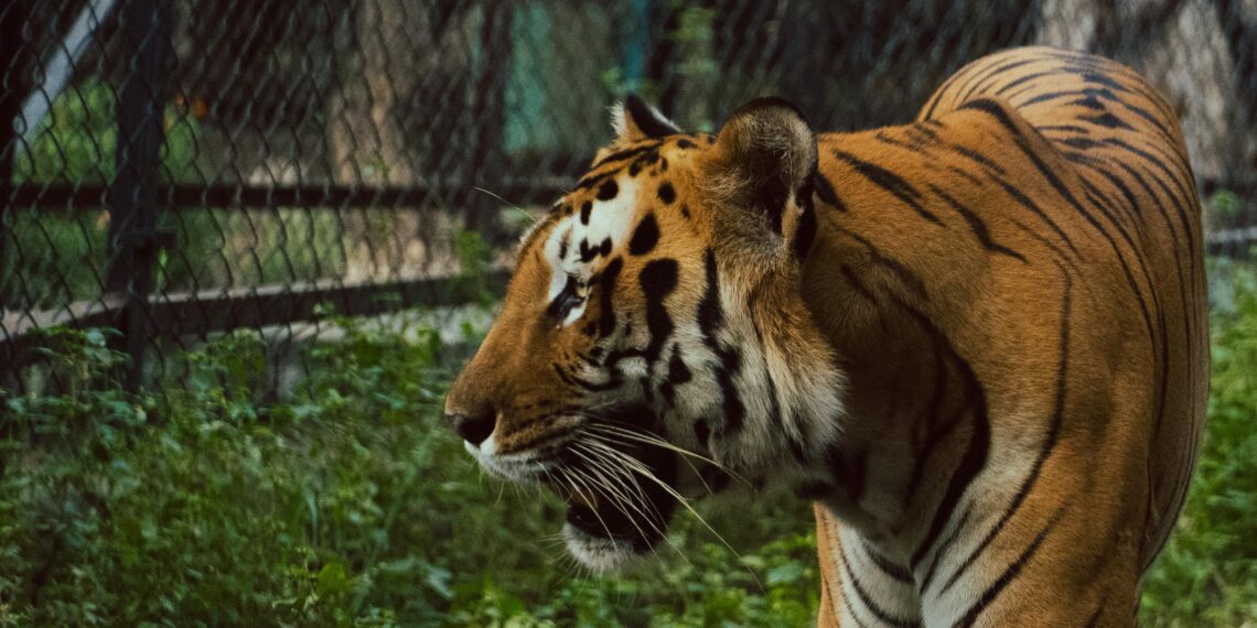 Тигар скокна меѓу публиката во циркус во Русија: паника меѓу гледачите, драматично видео од инцидентот