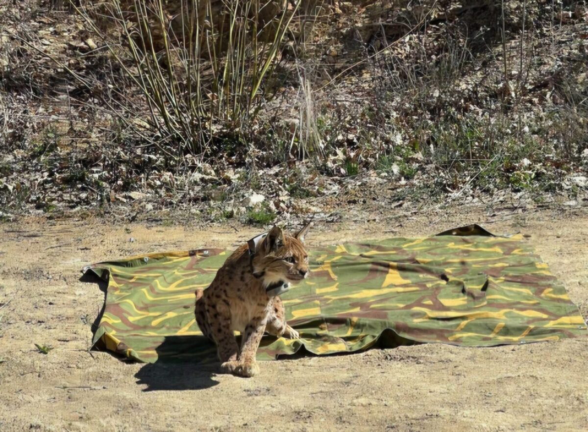 (ФОТО) Историски момент за природата: „Рисицата Благица“ следена во дивина – шансата за нови рисови расте