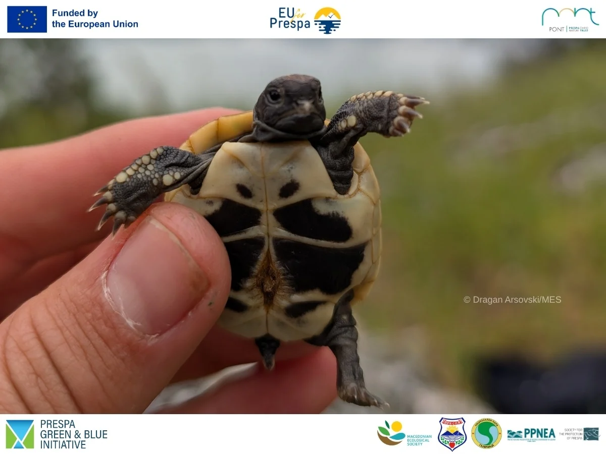 Во полн ек се теренските истражувања на дивиот свет во Преспа