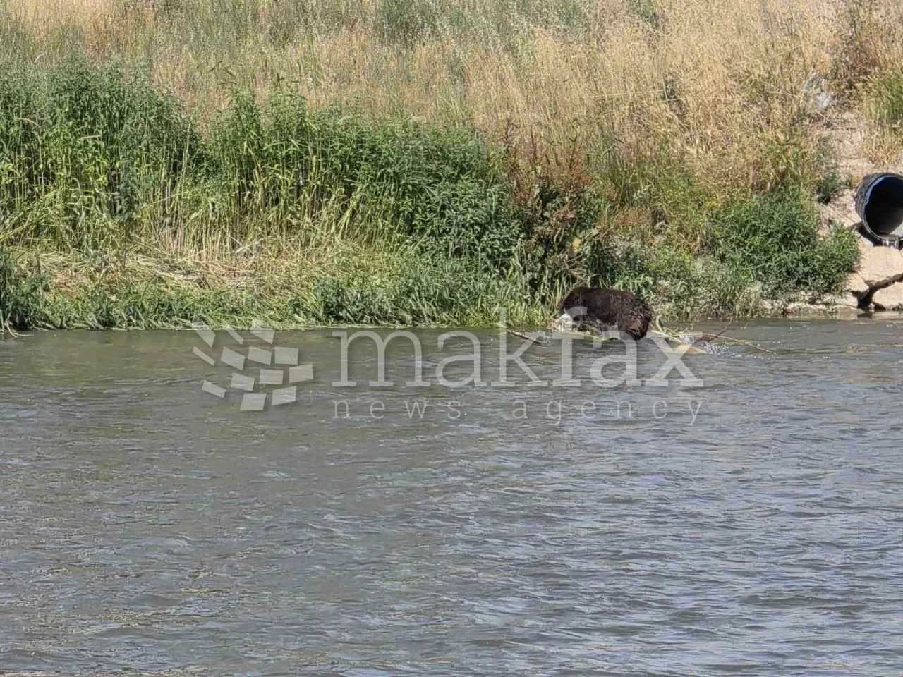 (Фото) Куче врзано со камен оставено во водите на Вардар