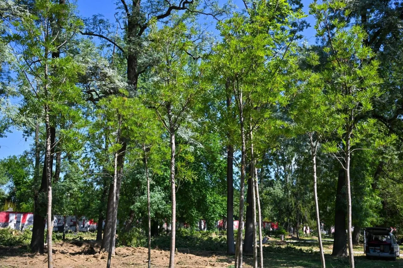 (Фото) Засадени нови дрва во Градскиот парк, се санираат последиците од невремето