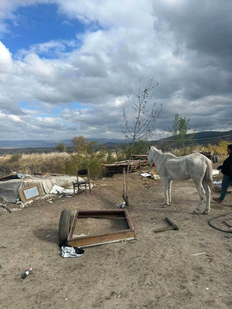 Коњ падна на улица во Кавадарци: жена му помогнала на измаченото животно и го ослободила од каишите